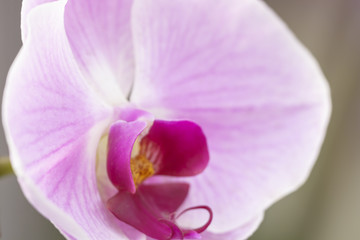 Naklejka na ściany i meble Pink Moth orchid