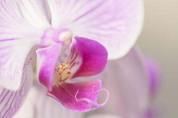 Pink phalaenopsis