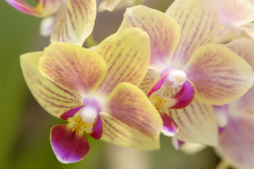 Phalaenopsis Nivacolor 