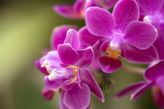 drawf Fuchsia  phalaenopsis