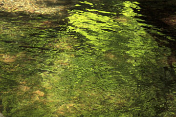 新緑を映す水面　横
