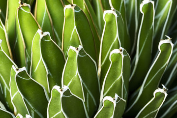 Fancy Cactus