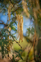 Edible Mesquite Beans on Tree in the Sonoran Desert.