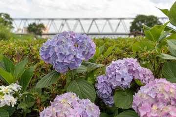 Hydrangea in Koiwa iris garden in Edogawa-city, Tokyo, Japan / Koiwa iris garden is public garden by edogawa river