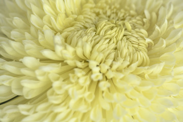 Cream  Chrysanthemum