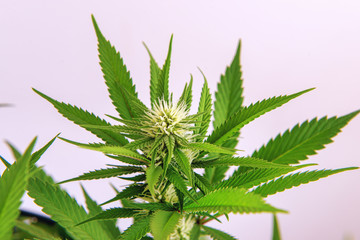 Cannabis plant with early flowers isolated over white
