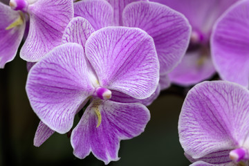 Obraz premium Phalaenopsis cultivar