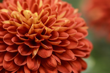 Fototapeta na wymiar Orange Pompons chrysanthemum