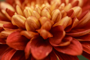Petals Orange Pompons chrysanthemum