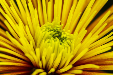 Spiky chrysanthemum