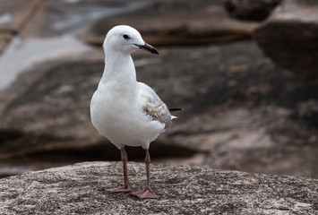 Single seagull bird standing in profile on coastal rock platform