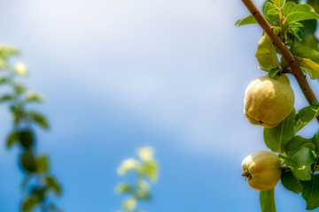 Fototapeta premium Quince fruits on the tree with Blue Sky