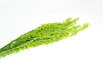 Bunch of acacia pennata isolated on white background