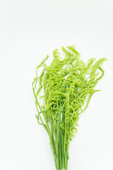 Acacia pennata isolated on white background