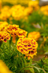 Marigold flowers in the garden on summer , yellow flowers ,beautiful flowers on summer in the nice day herb flowers