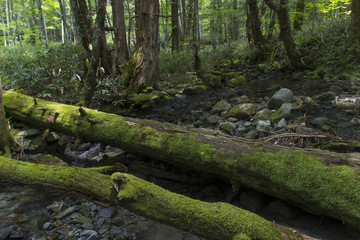 上高地の森／長野県松本市