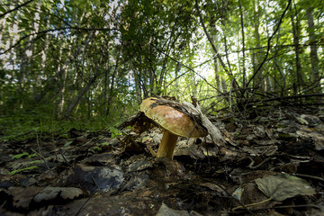Mushroom in the grass in the wild