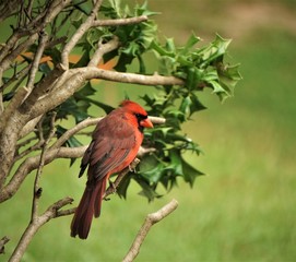A male red cardinal bird is perching on the branch of the tree on the garden background , summer in Ga USA.