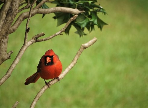 A Male Red Cardinal Bird Is Perching On The Branch Of The Tree On The Garden Background , Summer In Ga USA.