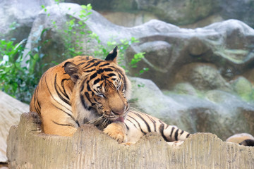 INDOCHINESE TIGER (Panthera tigris corbetti) in the zoo at Thailand