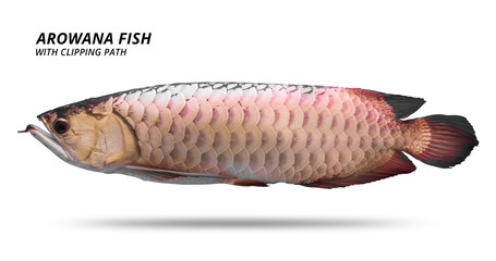 Arowana fish isolated on white background. Asia species. ( Clipping path )