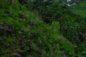 Lush green monsoon nature landscape mountains, hills, farming plot, Purandar, Pune, Maharashtra, India 