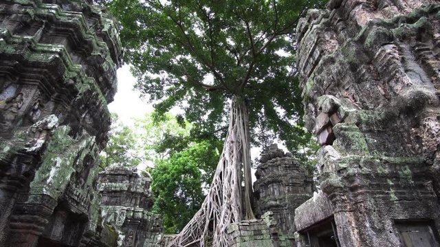 One of the most famous temples in Angkor, the Ta Prohm is known for the huge trees and the massive roots growing out of its walls