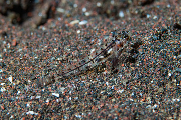 Pygmy sand-goby Goobidae fam.