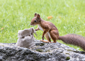 red squirrel sitting on grey stone in green grass near the bag with nuts