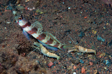 Broad-banded shrimp-goby Amblyeleotris periophthalma