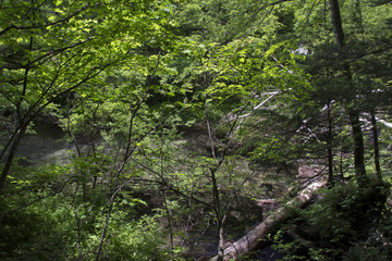 上高地の森／長野県松本市