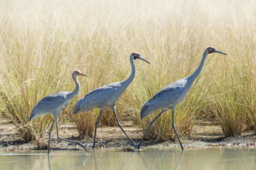 Naklejka premium A family of Brolga on a lagoon in northern Australia.