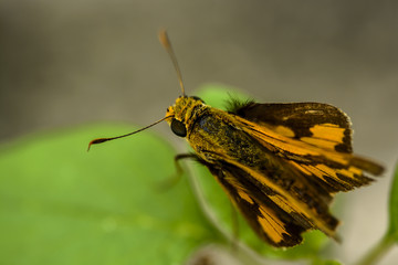 Female Skipper on Leaf