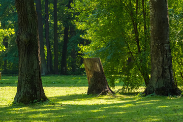 felled tree in the park