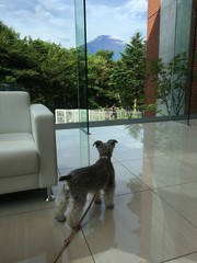 A dog watching Mt. Fuji from a hotel lobby