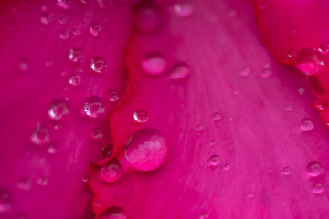 Droplets on Pink Petals