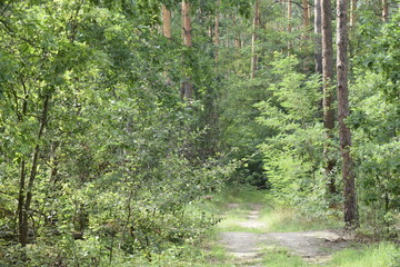 старая проселочная дорога в окружении старых сосен,летний день в лесу  