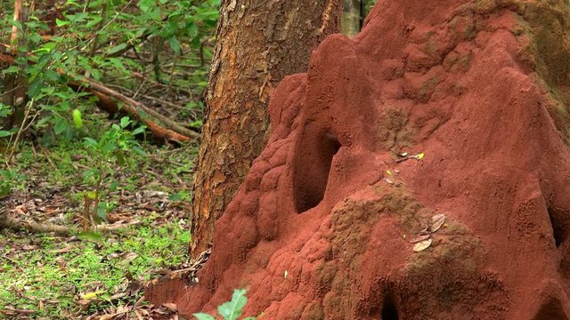 Termite mound or nest built in middle of tropical forest. Large red termitary standing in woods against trees and shrubs growing on background. Camera zooms out. Yala National Park, Sri Lanka.