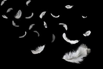 Abstract white feathers floating in darkness.