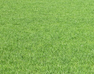 Green grass