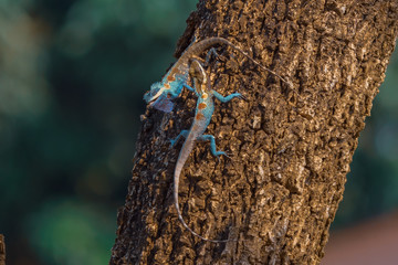 Two chameleon island on the tree