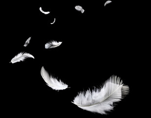 Abstract white feathers floating on black background