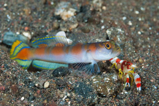 Flag-tail shrimp-goby Amblyeleotris yanoi