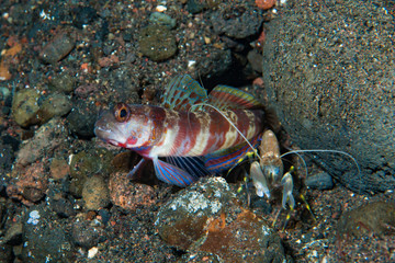 Broad-banded shrimp-goby Amblyeleotris periophthalma
