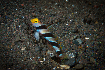 Black-rayed shrimp-goby Stonogobiops nematodes