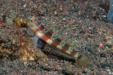 Obraz na płótnie Canvas Broad-banded shrimp-goby Amblyeleotris periophthalma