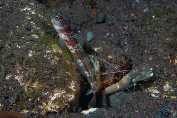 Broad-banded shrimp-goby Amblyeleotris periophthalma