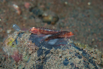 Common ghostgoby Pleurosicya mossambica