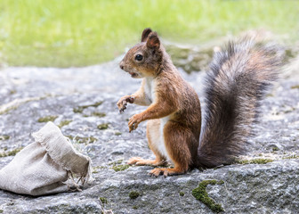 squirrel sitting in park on big stone and eating nut from sackcloth bag 