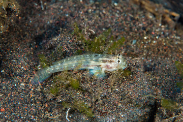 Bar-eyed goby Gnatholepis sp.